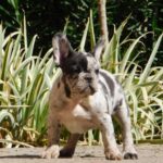 Dolores-female-french-bulldog-puppy-for-sale- (1)
