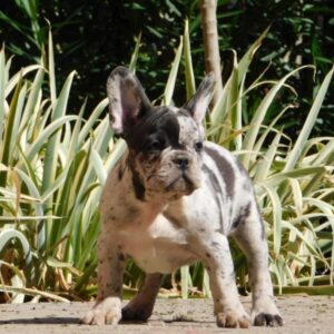Dolores French Bulldog