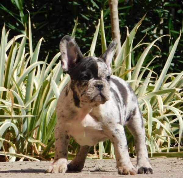 Dolores French Bulldog