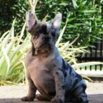Dolores-female-french-bulldog-puppy-for-sale- (2)