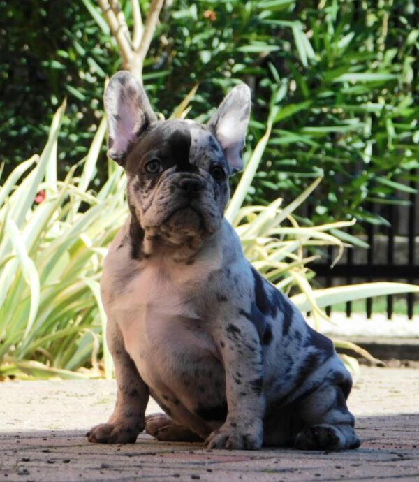 Dolores French Bulldog