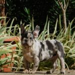 Dolores-female-french-bulldog-puppy-for-sale- (3)