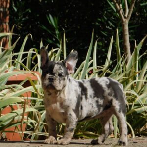 Dolores French Bulldog