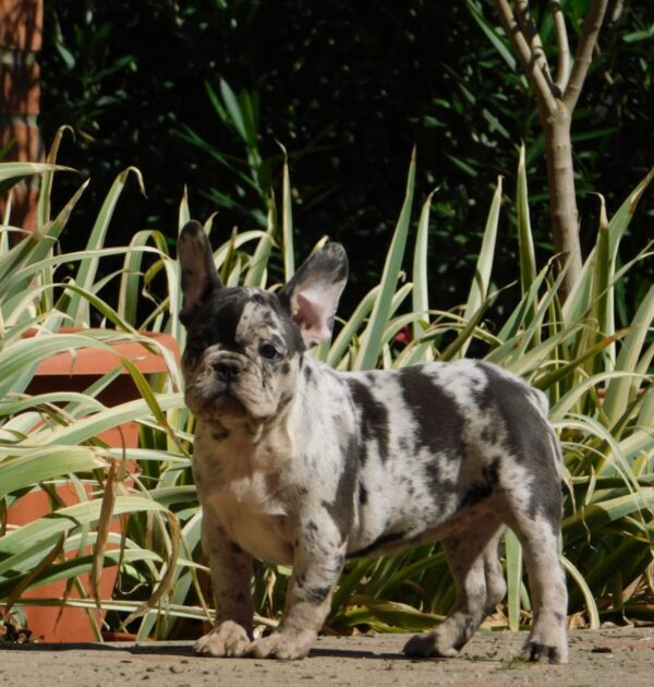 Dolores French Bulldog