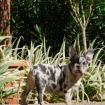 Dolores-female-french-bulldog-puppy-for-sale- (4)