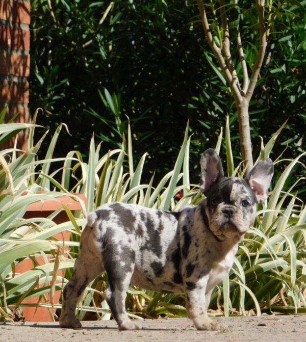 Dolores French Bulldog