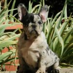 Dolores-female-french-bulldog-puppy-for-sale- (5)