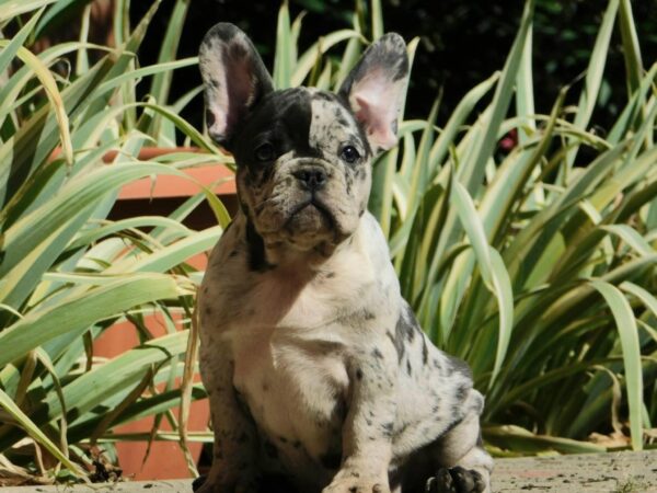 Dolores French Bulldog