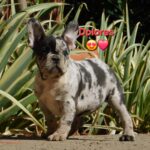 Dolores-female-french-bulldog-puppy-for-sale- (6)