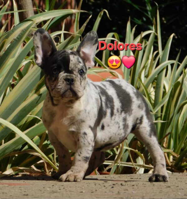 Dolores French Bulldog