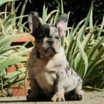 Dolores-female-french-bulldog-puppy-for-sale- (7)