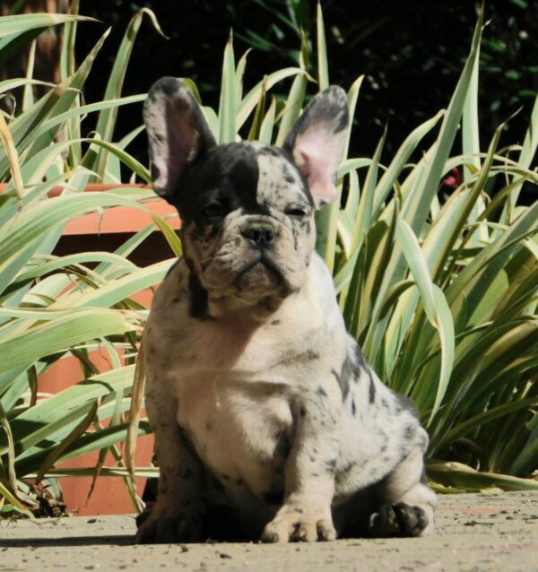 Dolores French Bulldog
