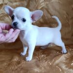 Donna-female-chihuahua-puppy-for-sale-1 (1)