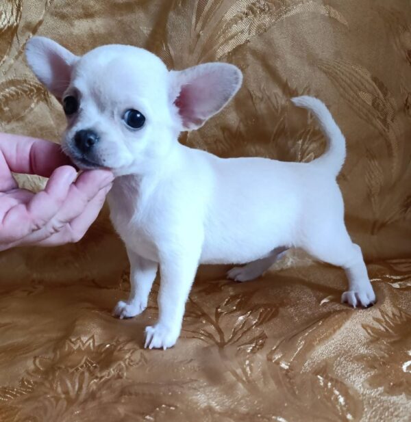 Donna Chihuahua Donna Chihuahua