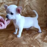 Donna-female-chihuahua-puppy-for-sale-1 (2)