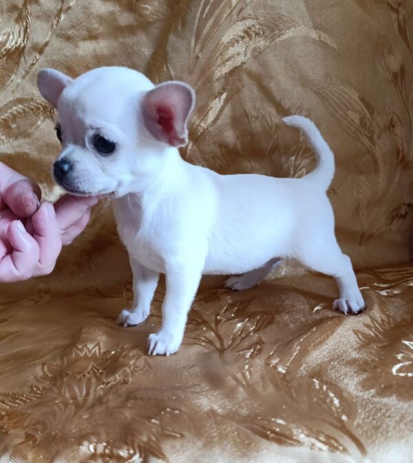 Donna Chihuahua Donna Chihuahua