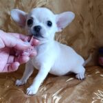 Donna-female-chihuahua-puppy-for-sale-1 (3)