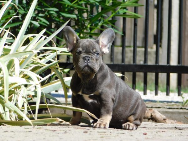 Donnie French Bulldog