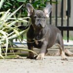 Donnie-male-french-bulldog-puppy-for-sale- (2)