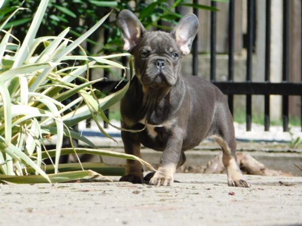 Donnie French Bulldog