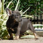 Donnie-male-french-bulldog-puppy-for-sale- (3)