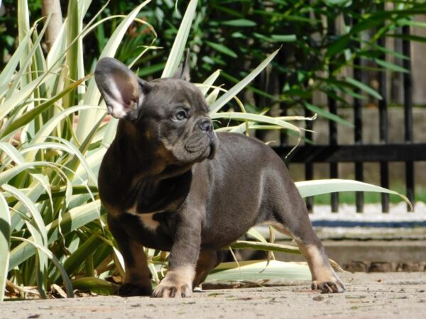Donnie French Bulldog