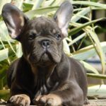 Dolores French Bulldog