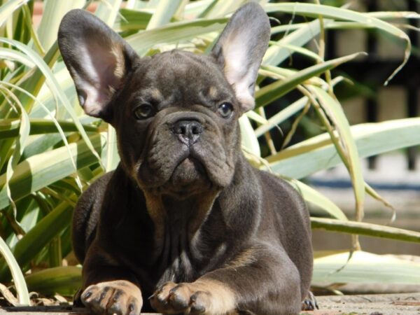 Donnie French Bulldog