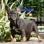 Donnie-male-french-bulldog-puppy-for-sale- (5)