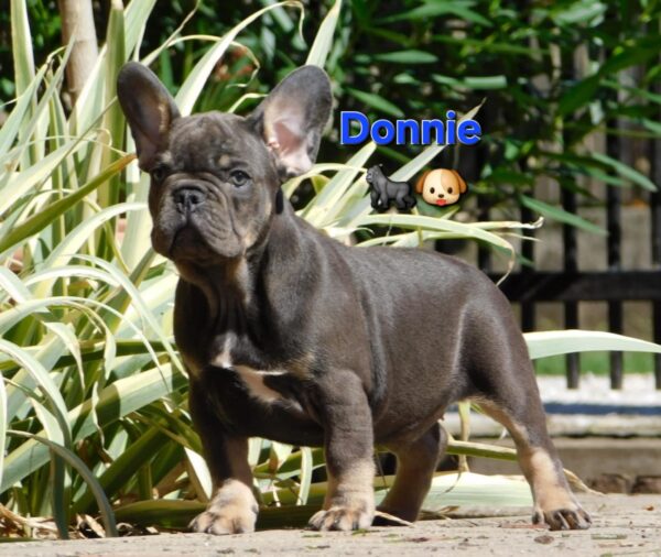 Donnie French Bulldog
