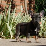 Donnie-male-french-bulldog-puppy-for-sale- (6)