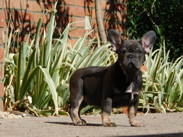 Donnie French Bulldog