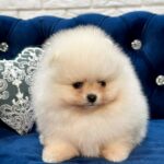 Eda-female-Pomeranian puppy-for-sale-1