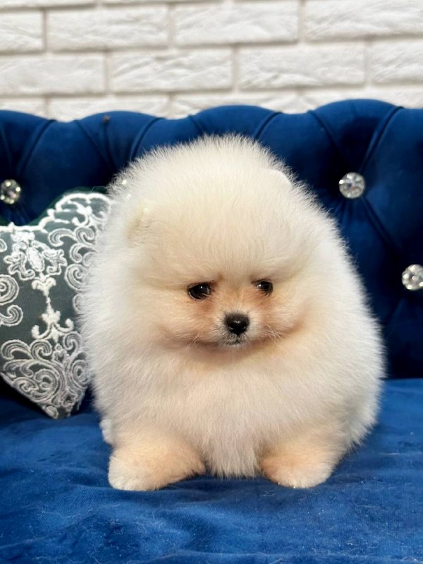 Eda Pomeranian Eda Pomeranian