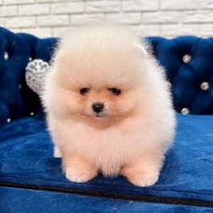 Eda Pomeranian Eda Pomeranian