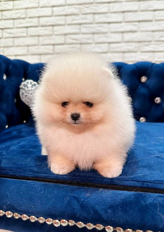 Eda Pomeranian Eda Pomeranian