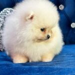 Eda-female-Pomeranian puppy-for-sale-3
