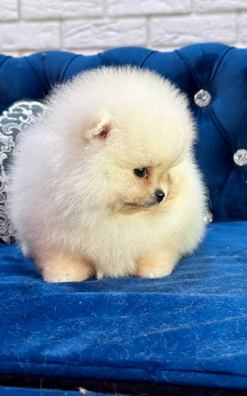 Eda Pomeranian Eda Pomeranian