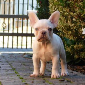 Edison French Bulldog