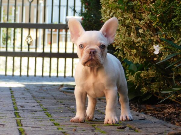 Edison French Bulldog