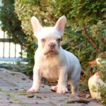 Edison-male-french-bulldog-puppy-for-sale- (3)