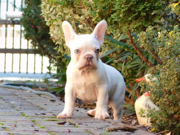 Edison French Bulldog