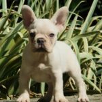 Edison-male-french-bulldog-puppy-for-sale- (5)