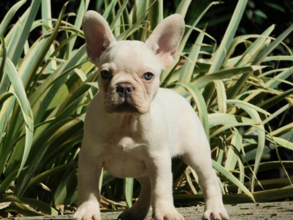 Edison French Bulldog