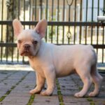 Edison-male-french-bulldog-puppy-for-sale- (6)