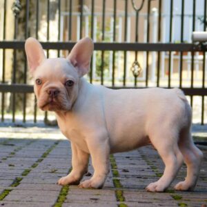 Edison French Bulldog