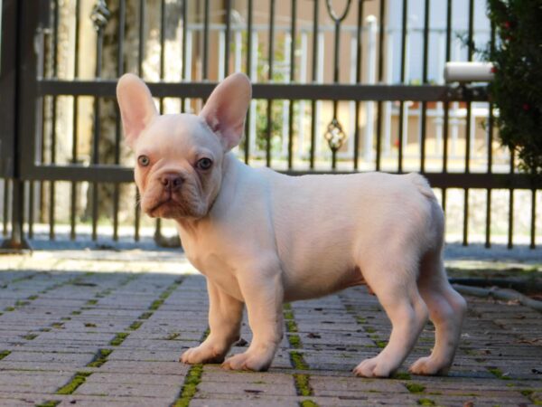 Edison French Bulldog