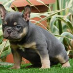 Edna-female-french-bulldog-puppy-for-sale- (1)