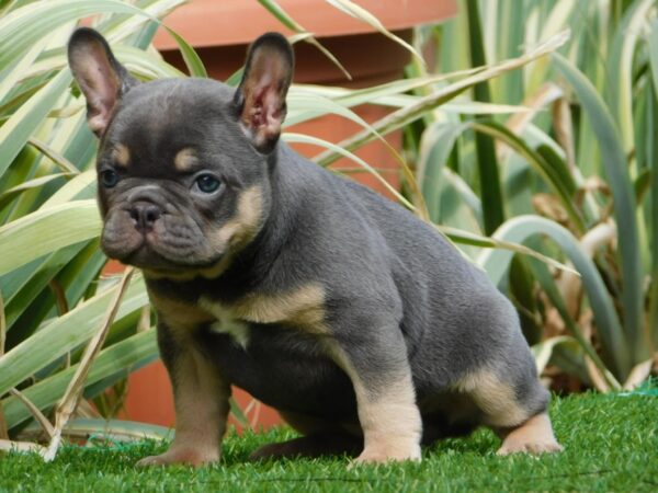 Edna French Bulldog Edna French Bulldog