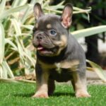 Darius French Bulldog